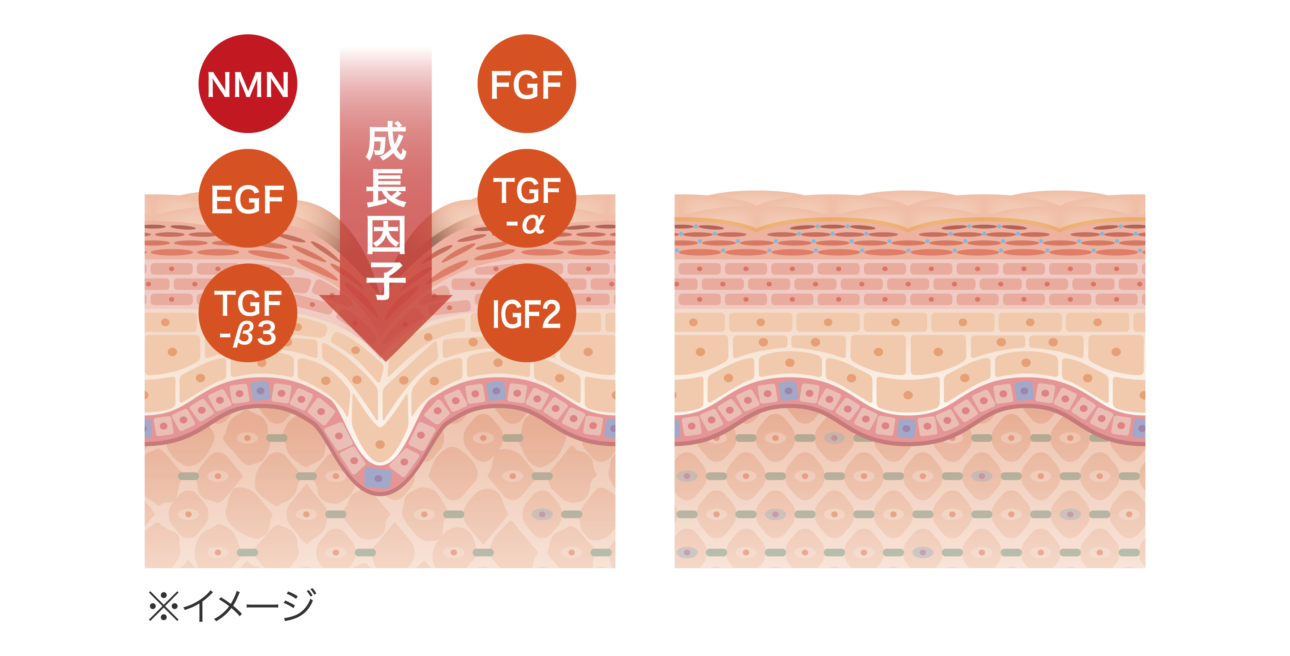 リポソーム化した5つのGFとNMN配合